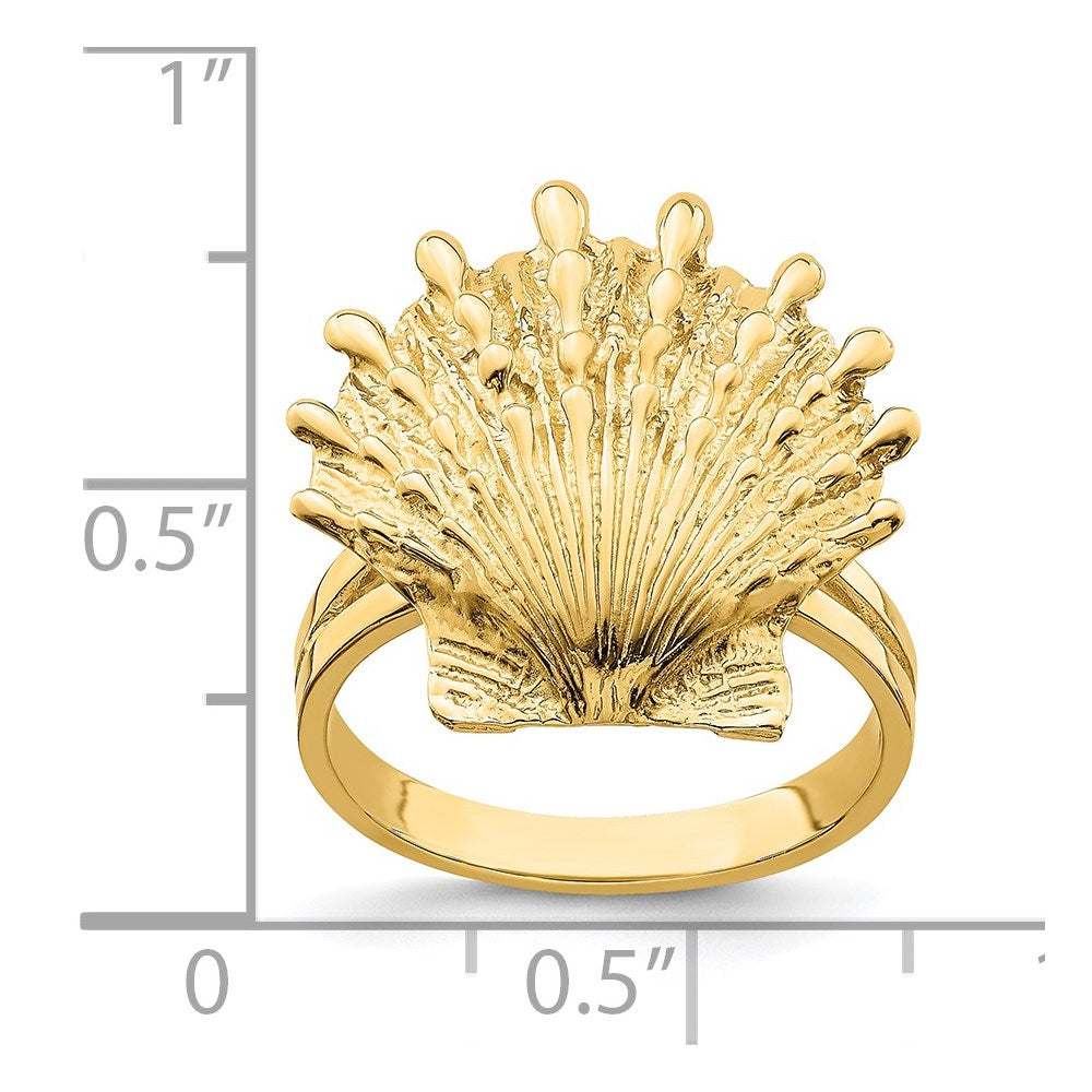 14K Lion's Paw Shell Ring